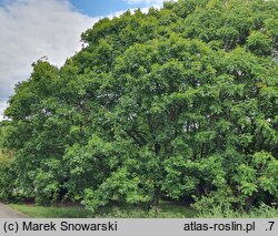 Acer pictum ssp. mono (klon mandżurski)