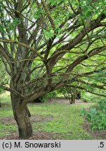 Acer pictum ssp. mono (klon mandżurski)