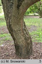 Acer pictum ssp. mono (klon mandżurski)