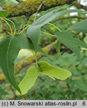 Acer pictum ssp. mono (klon mandżurski)