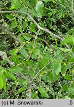 Ziziphus jujuba (głożyna pospolita)