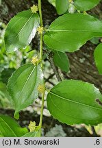 Ziziphus jujuba (głożyna pospolita)