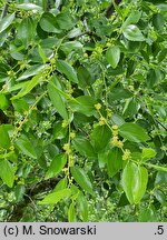 Ziziphus jujuba (głożyna pospolita)