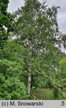 Betula ermanii (brzoza Ermana)