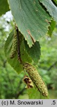 Betula ermanii (brzoza Ermana)