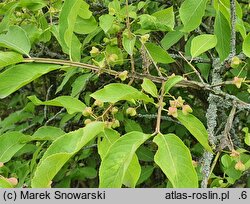 Euonymus phellomanus (trzmielina korkowa)
