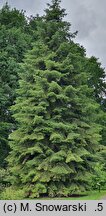 Abies concolor (jodła jednobarwna)