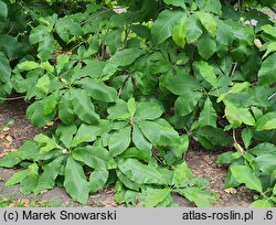 Magnolia tripetala (magnolia parasolowata)