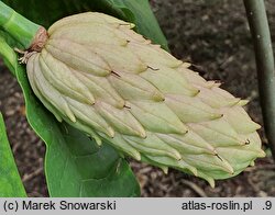 Magnolia tripetala (magnolia parasolowata)