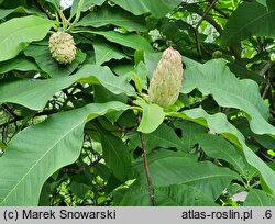 Magnolia tripetala (magnolia parasolowata)