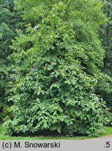 Magnolia tripetala (magnolia parasolowata)