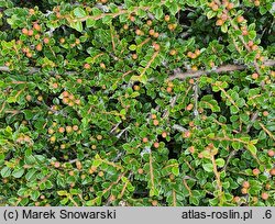 Cotoneaster horizontalis var. perpusillus (irga karłowata)