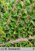 Cotoneaster horizontalis var. perpusillus (irga karłowata)