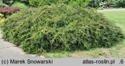 Cotoneaster horizontalis var. perpusillus (irga karłowata)