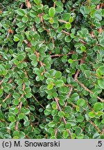 Cotoneaster hjelmqvistii (irga miseczkowata)
