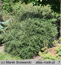 Cotoneaster hjelmqvistii (irga miseczkowata)