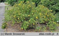 Hypericum oblongifolium (dziurawiec podługowaty)
