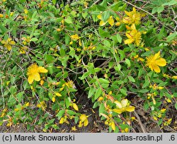 Hypericum oblongifolium (dziurawiec podługowaty)