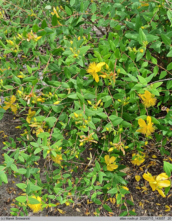 Hypericum oblongifolium (dziurawiec podługowaty)