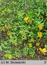 Hypericum oblongifolium (dziurawiec podługowaty)