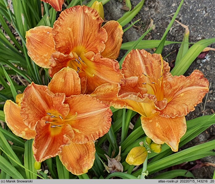 Hemerocallis ×hybrida Agata