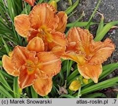 Hemerocallis ×hybrida Agata