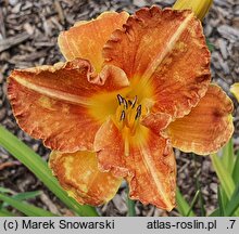 Hemerocallis ×hybrida Agata