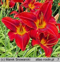 Hemerocallis ×hybrida Zagłoba