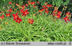 Hemerocallis ×hybrida Zagłoba