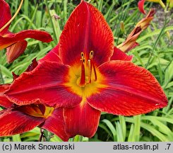 Hemerocallis ×hybrida Zagłoba