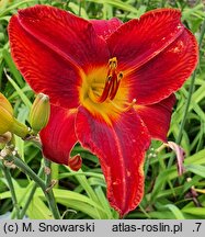 Hemerocallis ×hybrida Zagłoba