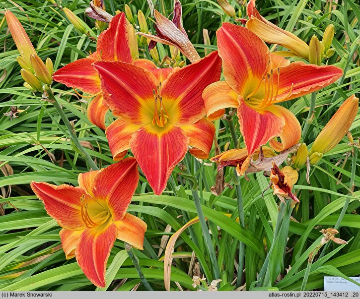 Hemerocallis ×hybrida Sara