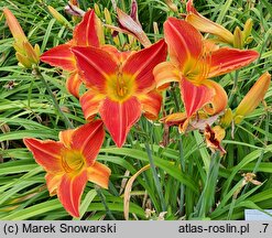 Hemerocallis ×hybrida Sara