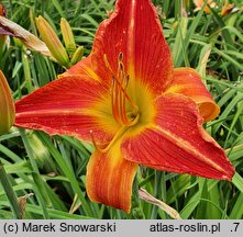 Hemerocallis ×hybrida Sara