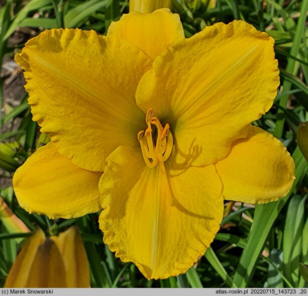Hemerocallis ×hybrida Aldona