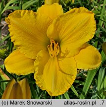 Hemerocallis ×hybrida Aldona