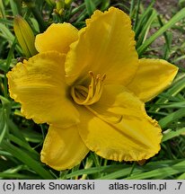 Hemerocallis ×hybrida Aldona
