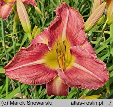 Hemerocallis ×hybrida Kormoran