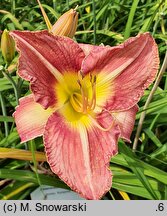 Hemerocallis ×hybrida Kormoran