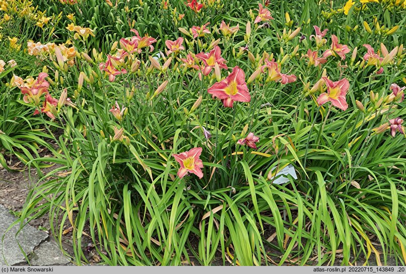 Hemerocallis ×hybrida Kormoran