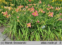 Hemerocallis ×hybrida Kormoran