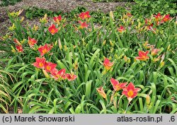 Hemerocallis ×hybrida Mazowsze