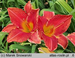 Hemerocallis ×hybrida Mazowsze