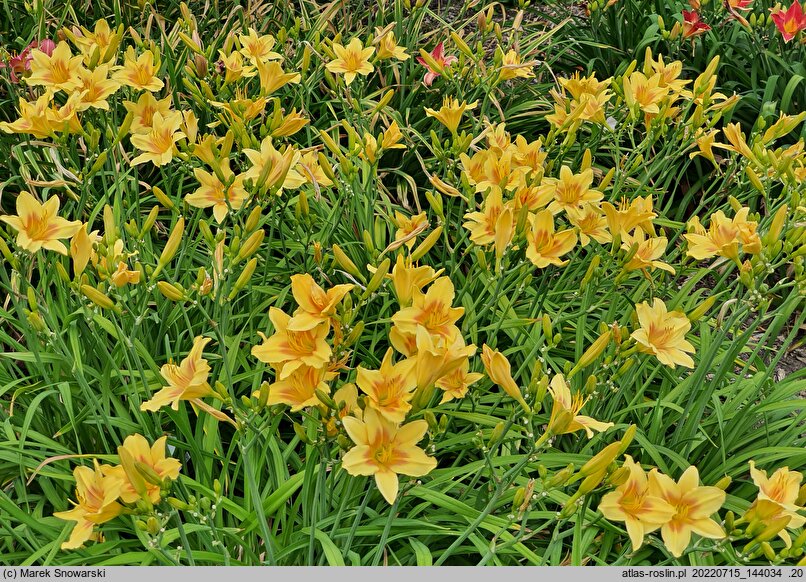 Hemerocallis ×hybrida Foresudetic Morning Bells