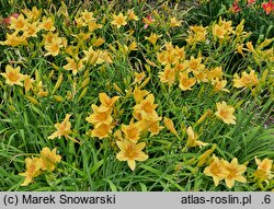 Hemerocallis ×hybrida Foresudetic Morning Bells