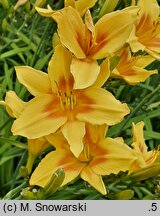 Hemerocallis ×hybrida Foresudetic Morning Bells