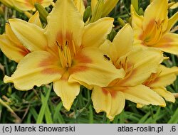 Hemerocallis ×hybrida Foresudetic Morning Bells