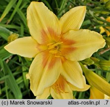Hemerocallis ×hybrida Foresudetic Morning Bells