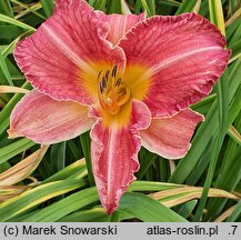 Hemerocallis ×hybrida Olga