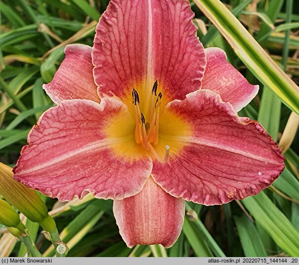 Hemerocallis ×hybrida Olga